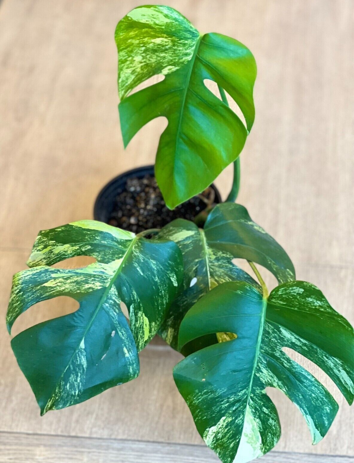 Variegated Rare Borsigiana Monstera Aurea with 4 Leaves Mature Plant (US seller)