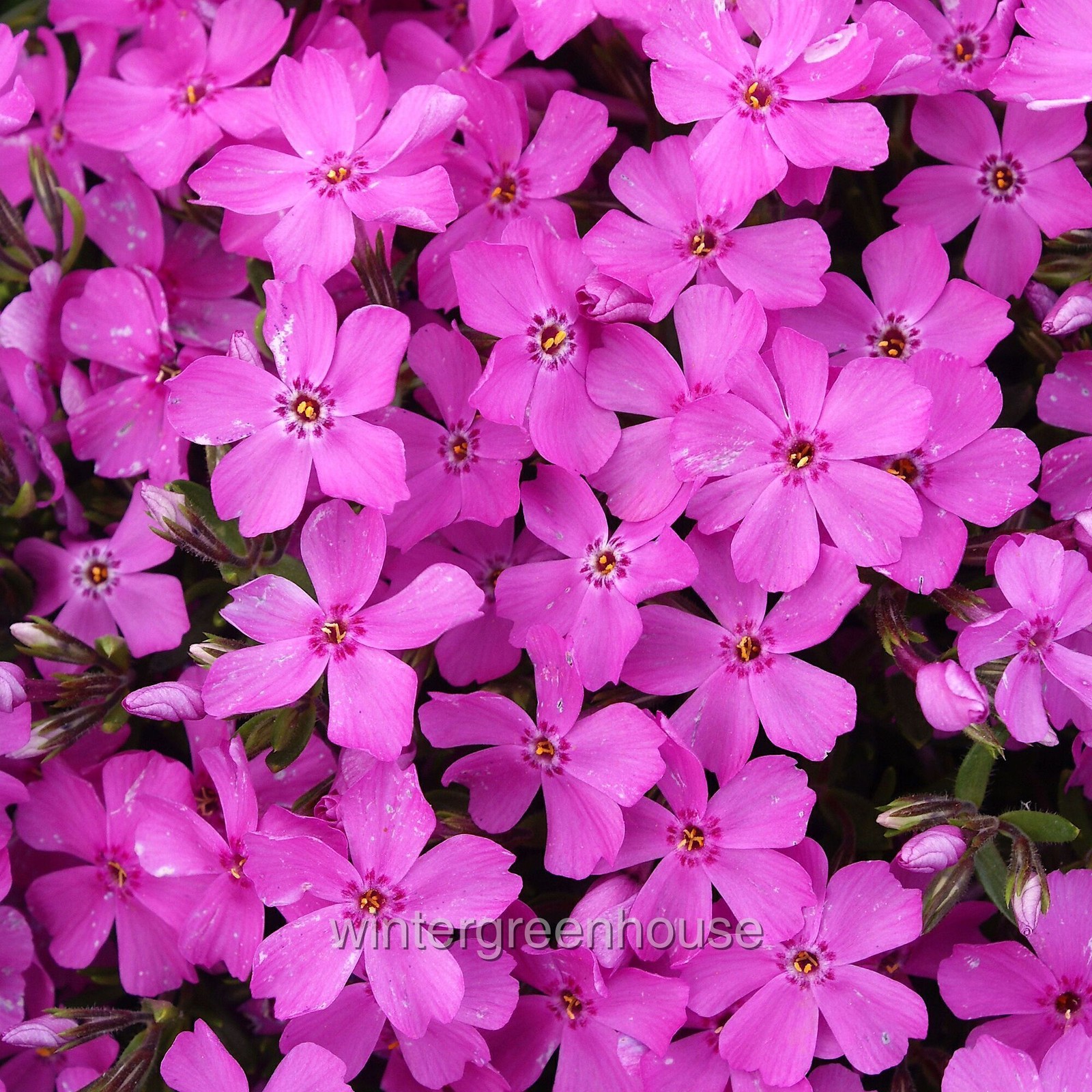 Phlox subulata, Emerald Pink, Creeping Phlox, Moss Phlox
