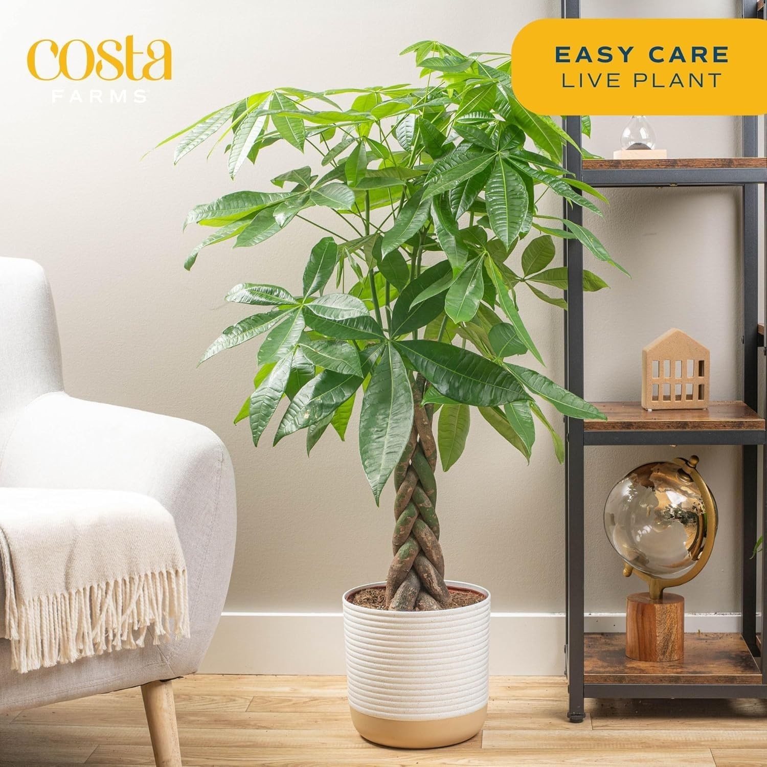 Live Money Tree Plant 3-4ft Tall, Braided Trunk, Easy Care Indoor Floor Plant, P