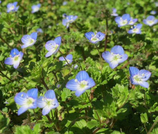 SPEEDWELL CREEPING BLUE Veronica Repens – 500 Bulk Seeds