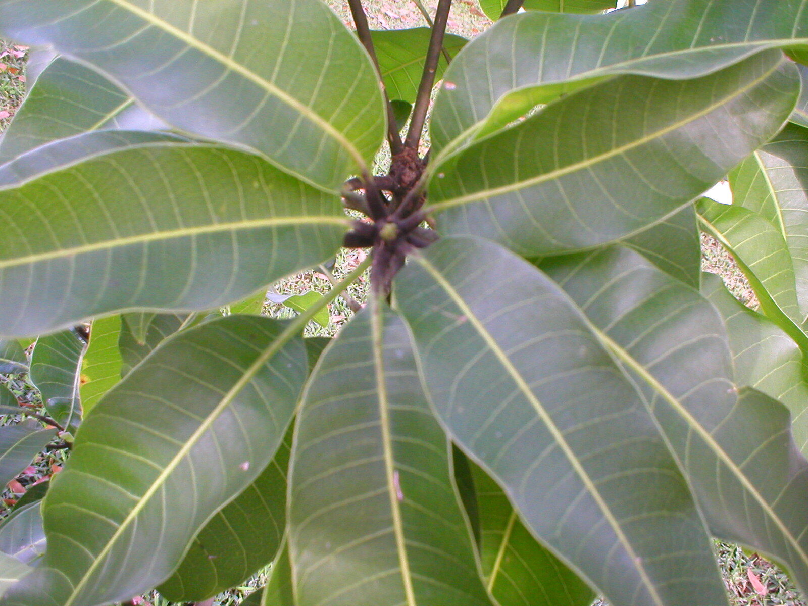 2 Mango Cuttings Scions for Grafting – Create Grafted Trees (READ DESCRIPTION)