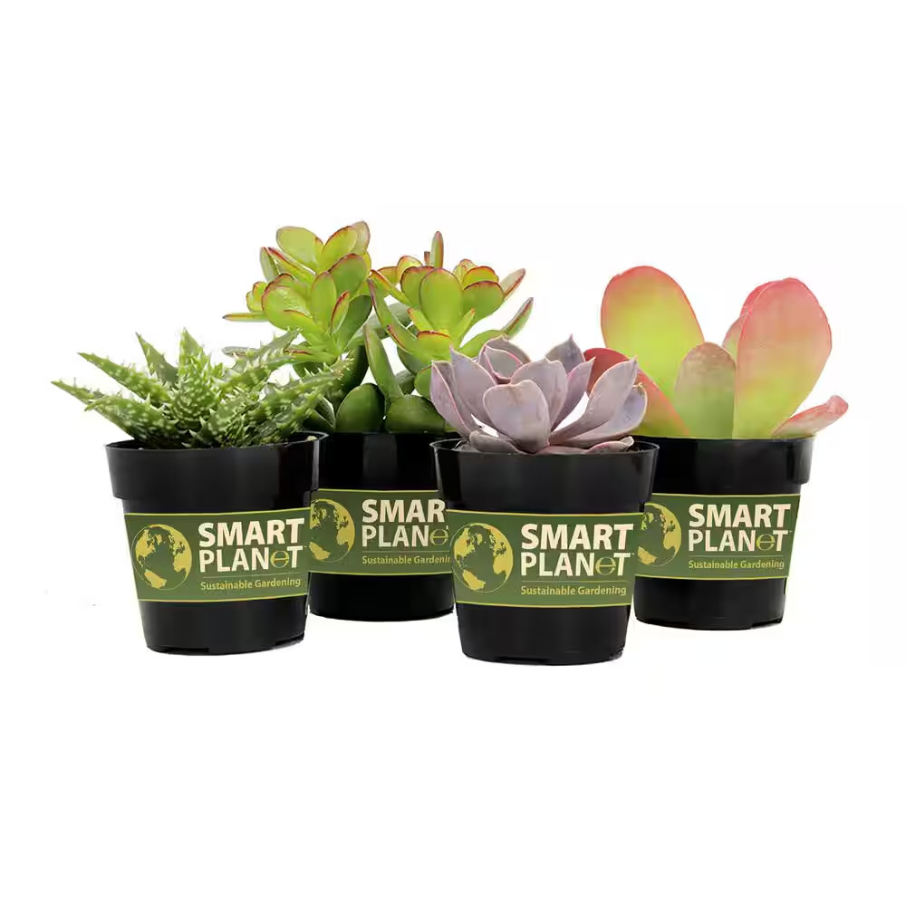2.5 In. Assorted Succulents Plants (4-Pack)