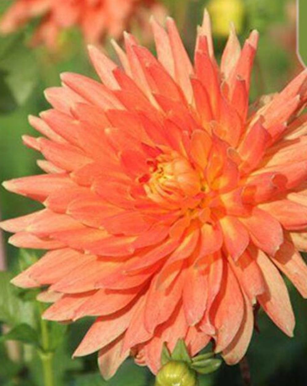 20 EXOTIC RARE DAHLIA SEEDS blossom bloom garden flower bed plant diy 18-#1-6