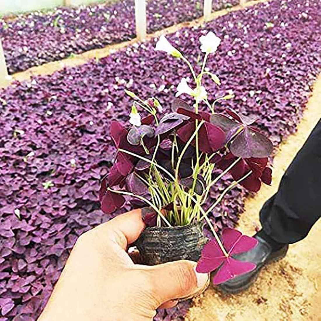 Oxalis Triangularis 10 Bulbs – Elegant Purple Shamrocks for Indoor & Outdoor