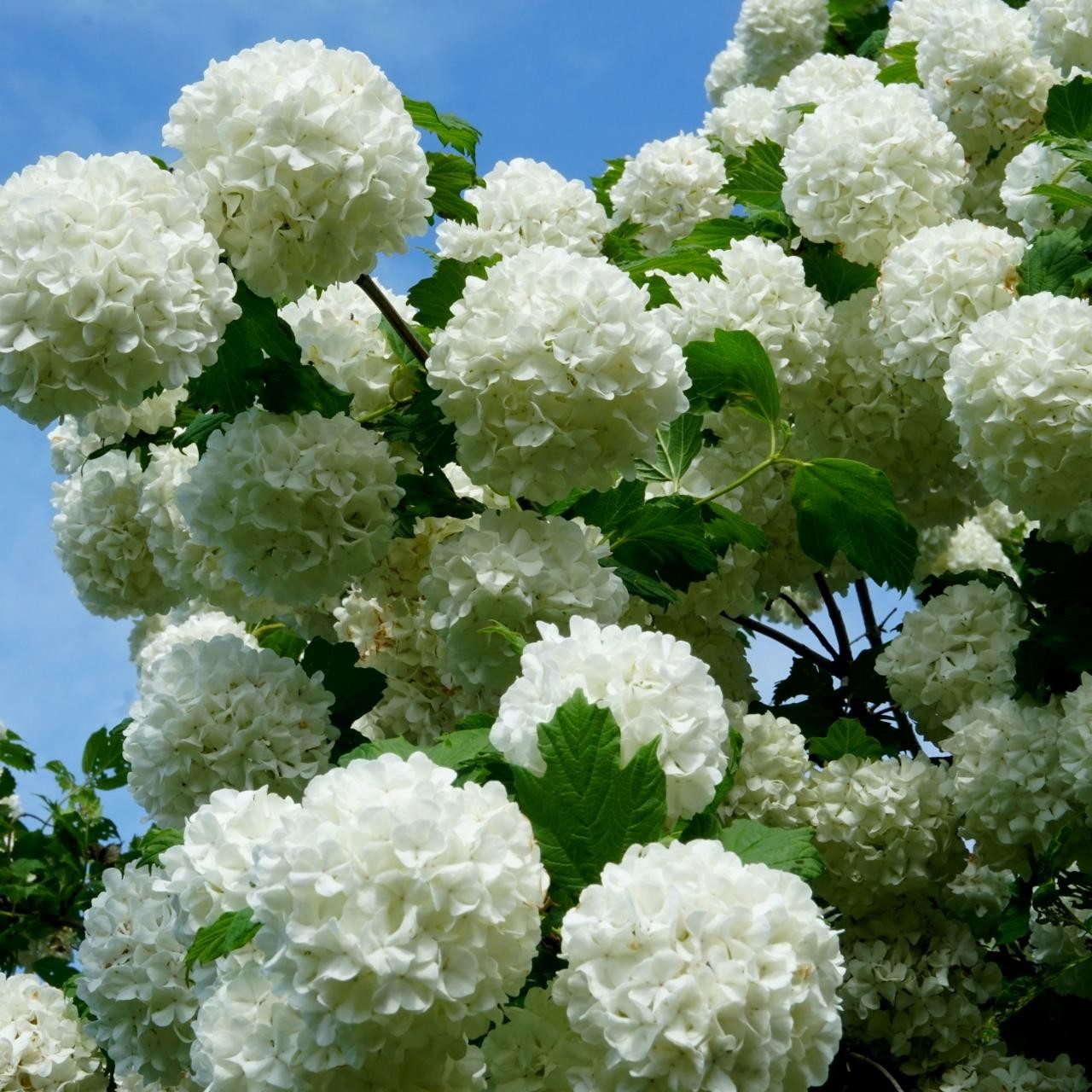 16X Eastern Snowball bush (viburnum) 15+” fresh cuttings ready to root fallcolor