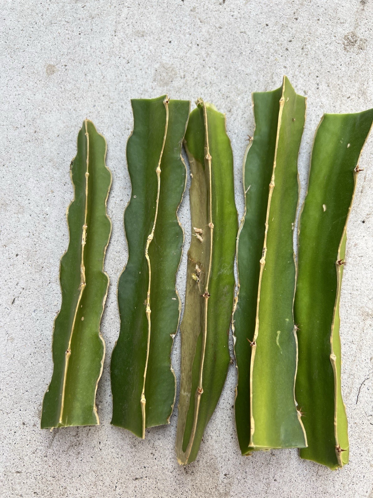 5 Dragon Fruit Cuttings Pitaya Cactus Cutting 8” Ready To Plant