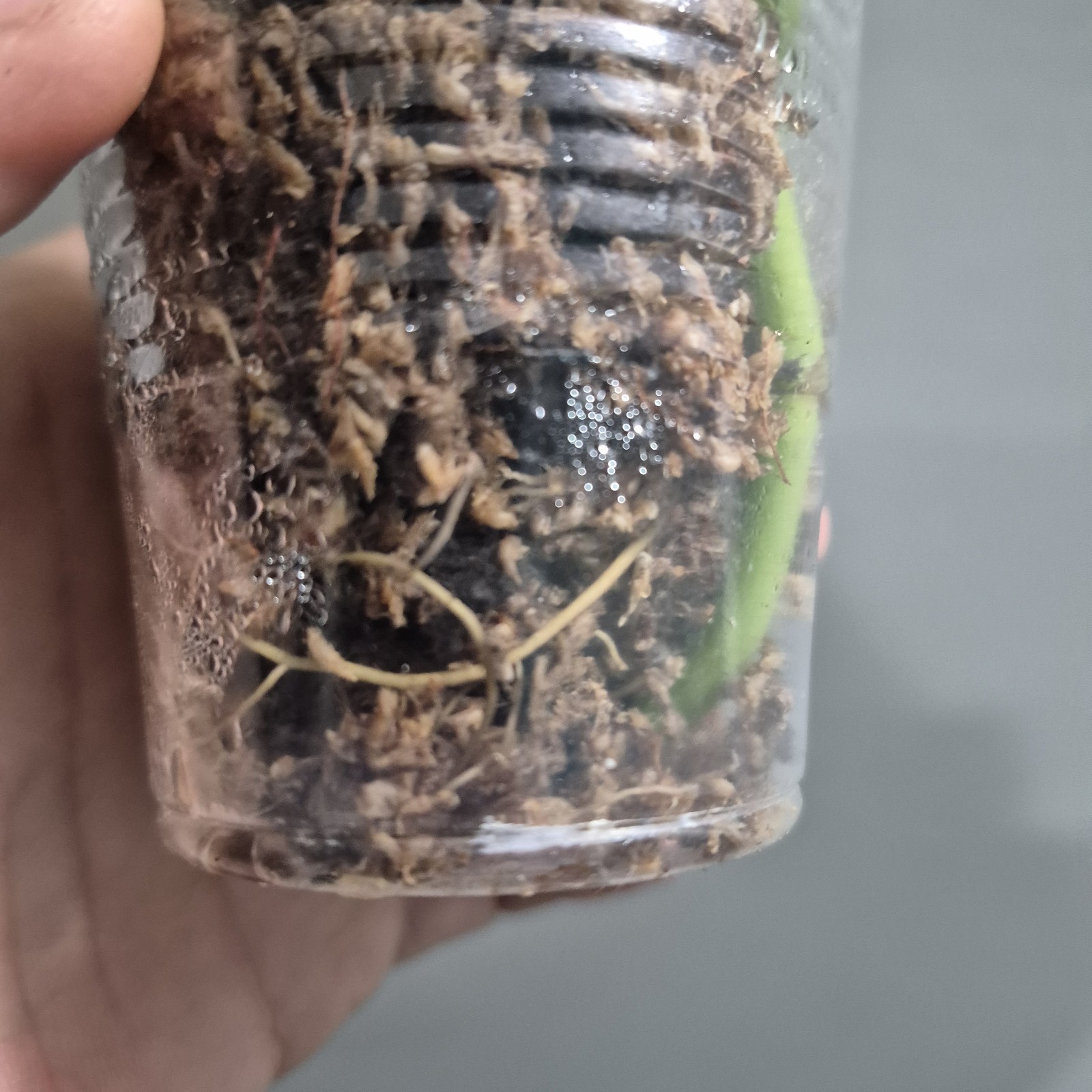 Global Green Pothos – Devils Ivy- Starter Plant Exact Plant 2.5 Inch Cup