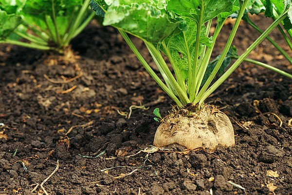 250 Sugar Beet Seeds/ Non-Gmo seeds/ Homestader’s Crop/ Forage crop