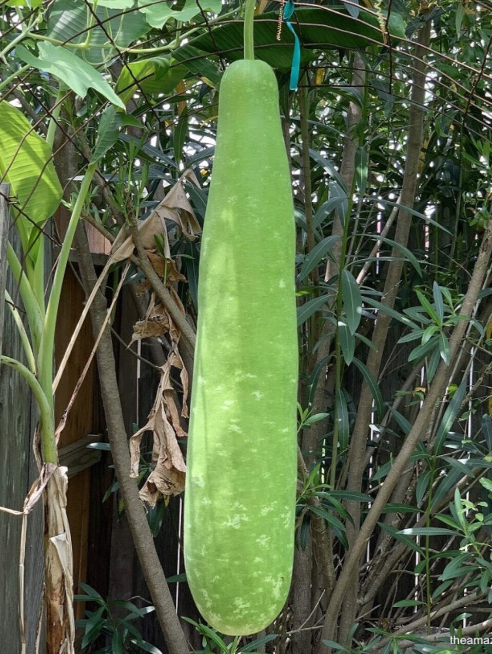 20 + Big Long Stare Bottle Gourd Stars Seeds – Bầu sao lai F1- Non-GMO