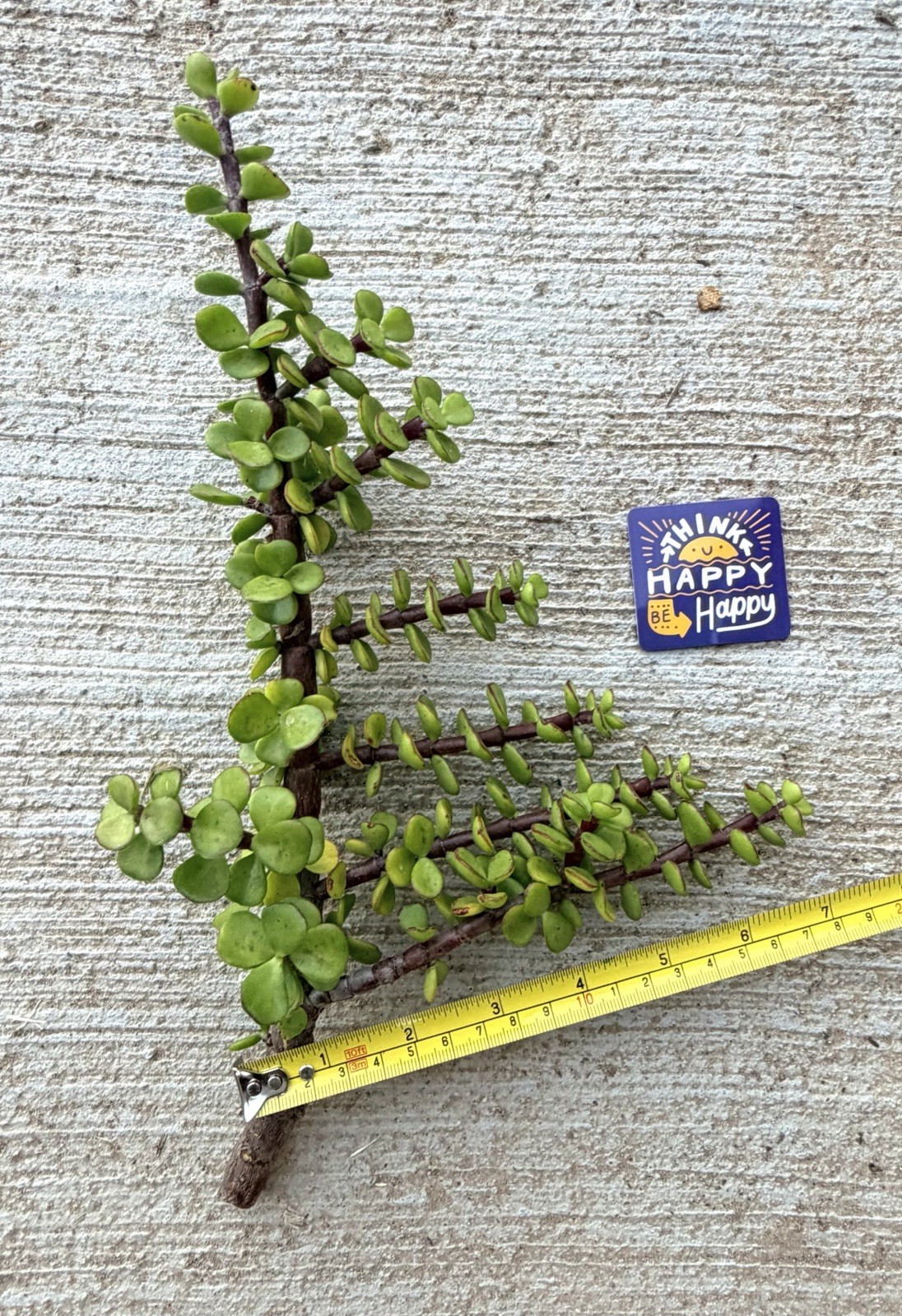 Sale***EXACT Portulacaria Afra Exact Cuttings Easy 12” tall Spekboom Bonsai