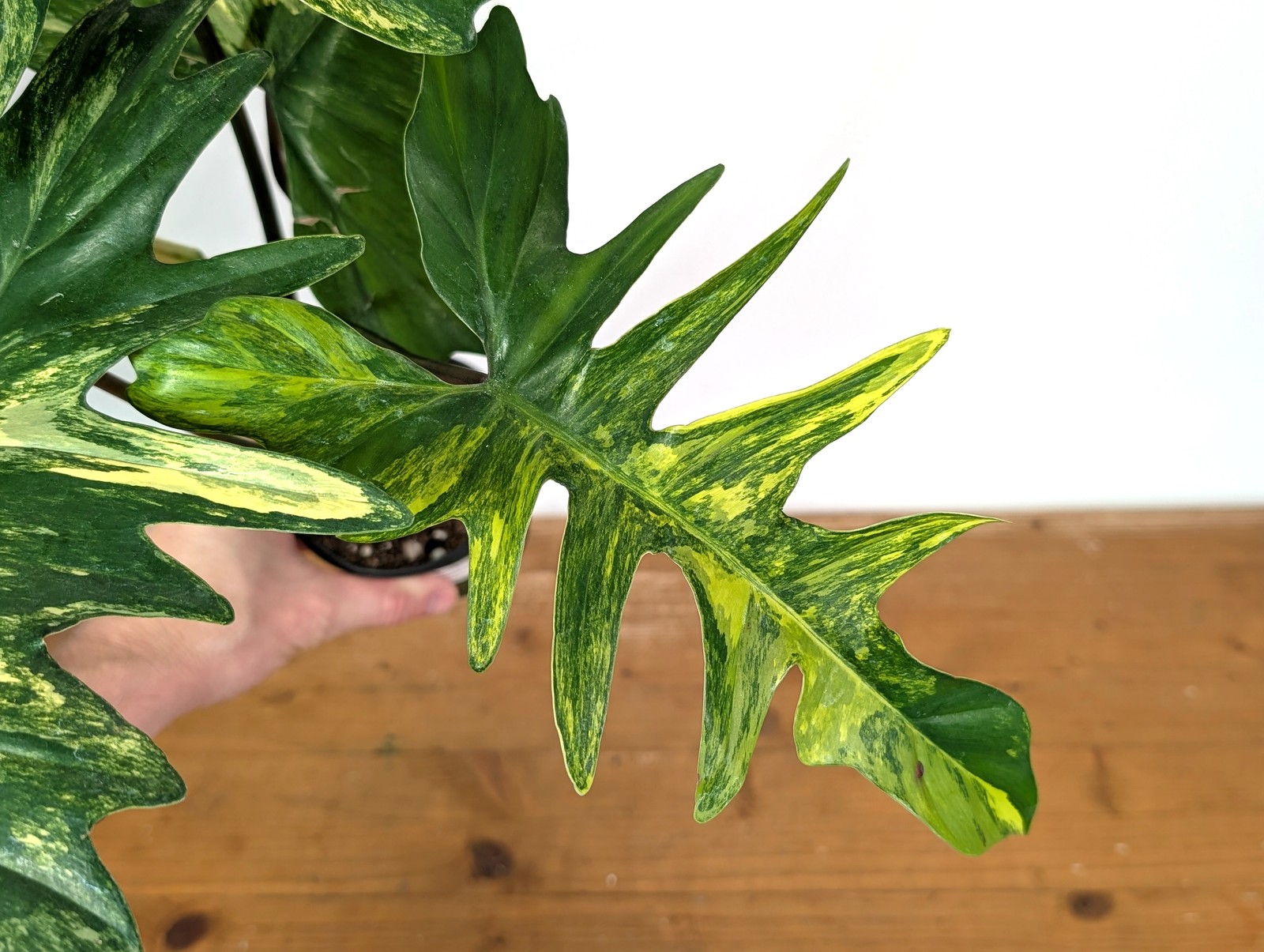 Philodendron Florida Beauty x Mayoi Variegated – Exact Plant #24B in 4″ Pot