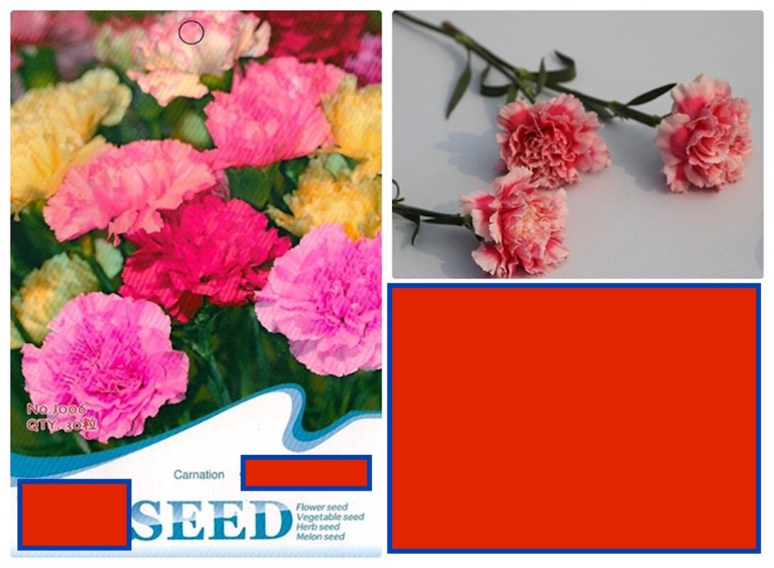 20 SEEDS white/red Chinese Carnation flower exotic garden bed plant USA Seller
