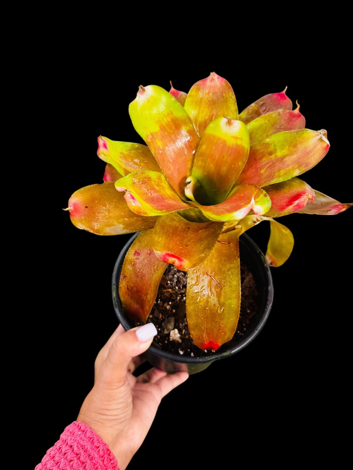 🌸 Neoregelia ‘BEACH PARTY’ Young Bromeliad Plant