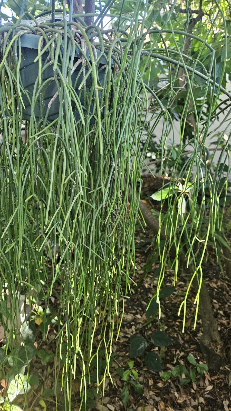 Rhipsalis cassutha-Selby Botanical Gardens-5 cuttings/5 inches each.
