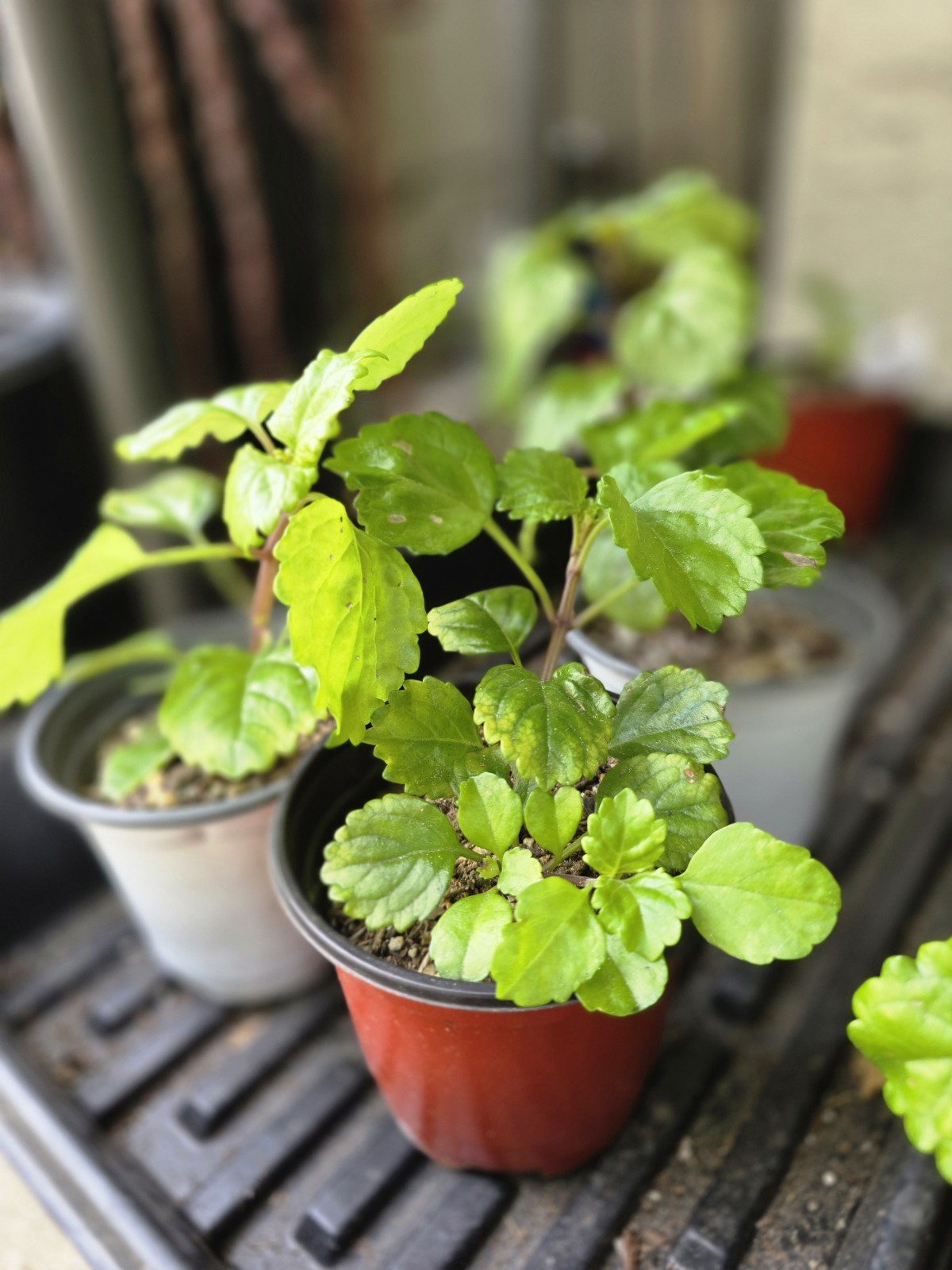 Swedish Ivy| Plectranthus Verticillatus| Live Plants Rooted in 4″ Nursery Pot
