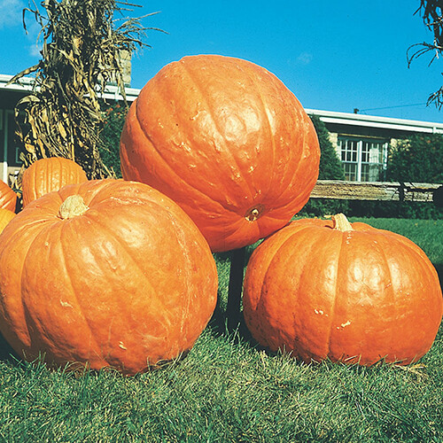 Big Max Pumpkin Seeds | Heirloom 100+ LBS | Non-GMO | Free Shipping | 1075