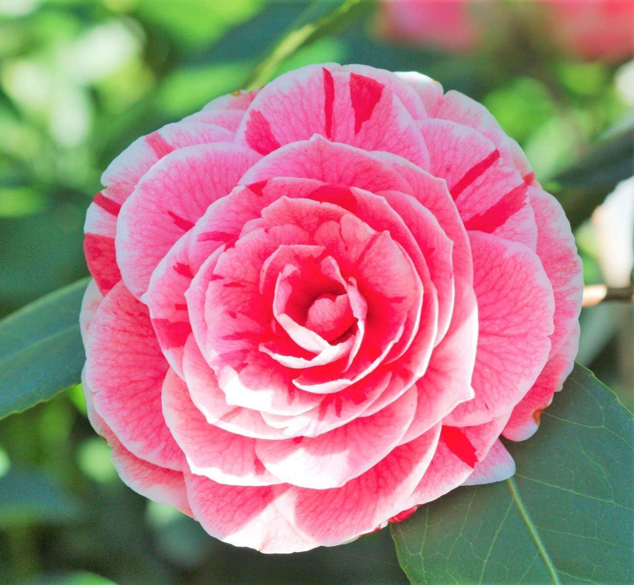 ( 1 ) – Dad’s Pink Camellia Japonica – Starter Plant ( 4L ) ( 1 live plant )