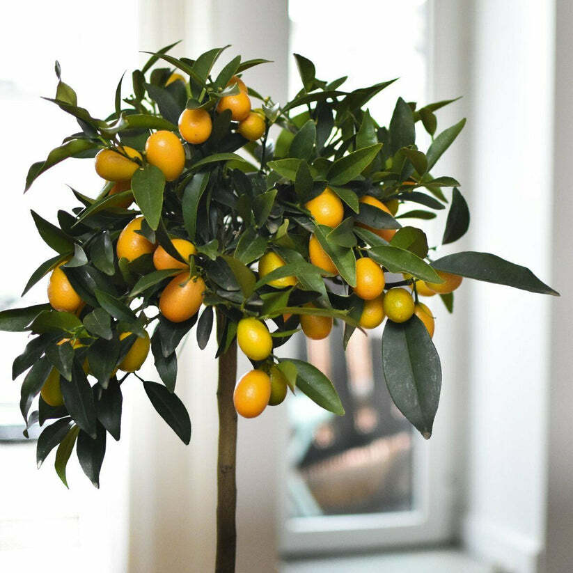 Meiwa Kumquat Tree – 12-24″ Tall – Live Plant – Grafted – Citrus – Potted
