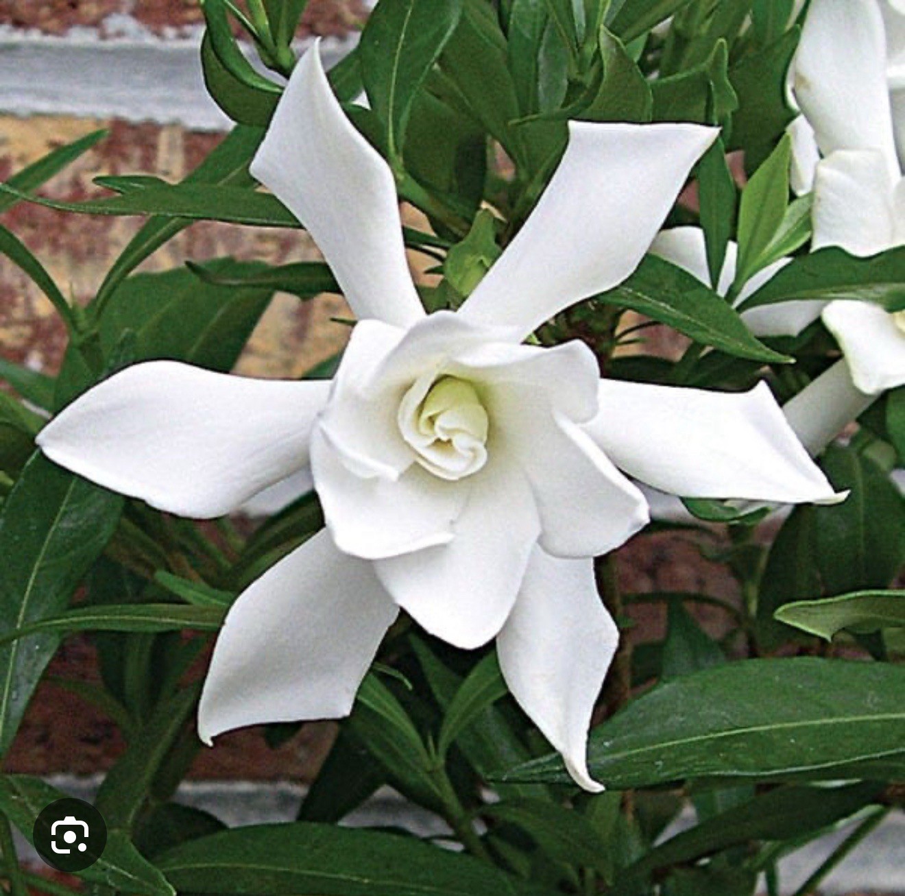 Frost proof Gardenia-Cape Jasmine Gardenia Jasminoides Rooted Starter Plant