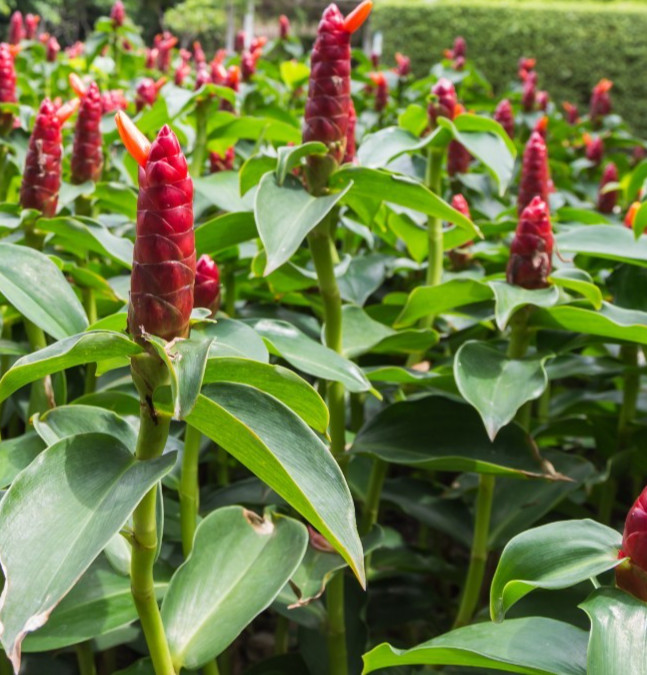 2 Live Shampoo Ginger Plants 12 + inches tall (Zingiber Zerumbet) Awapuhi