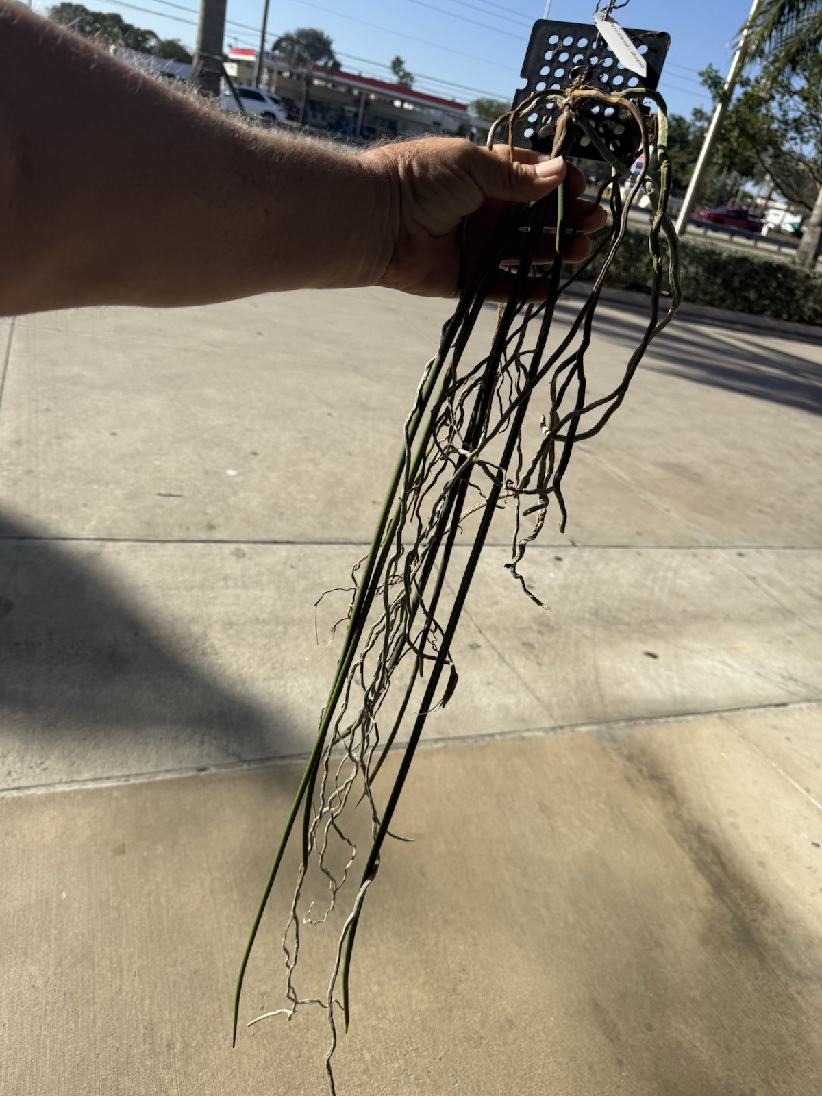 Paraphalaenopsis labukensis Species Orchid Plant RARE 0706