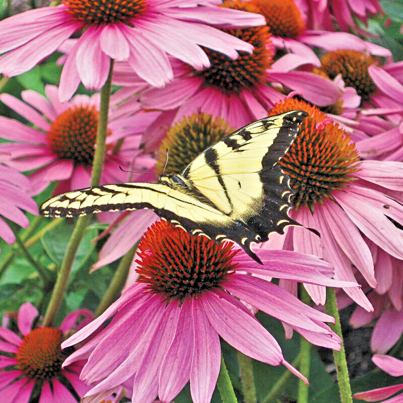 Echinacea Magnus Coneflower 15 Plants in 3-1/2 inch Pots