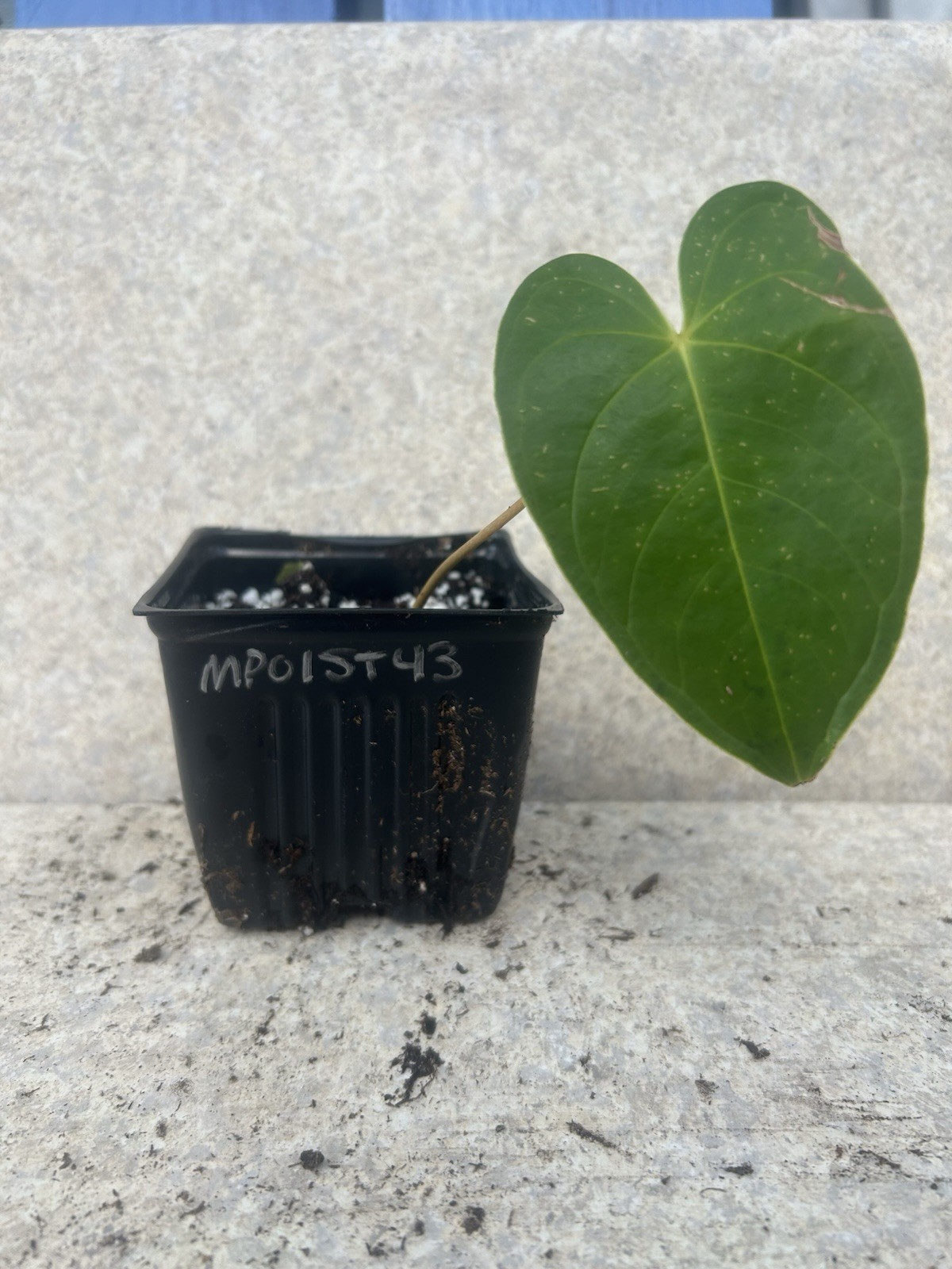 Anthurium Bright Red Tropical Potted Seedling Green Broadleaf Indoor Medium Sun