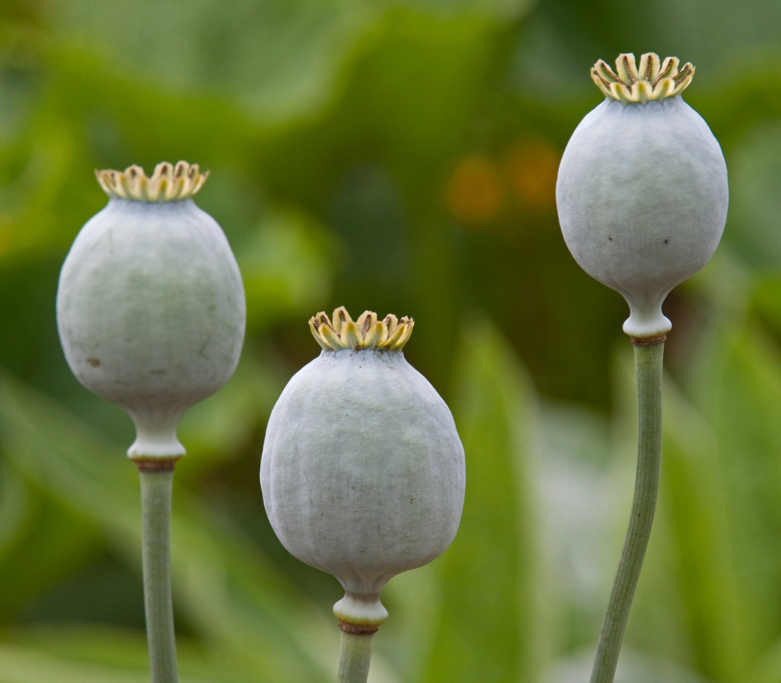 500 Fresh Lauren’s Grape Poppy Seeds – P. Somniferum – 91% Germination Rate