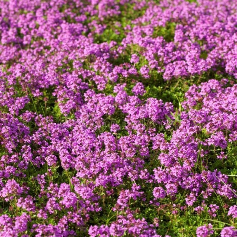 20000+ Creeping Thyme Seeds Wild Creeping Thyme Seeds for Planting
