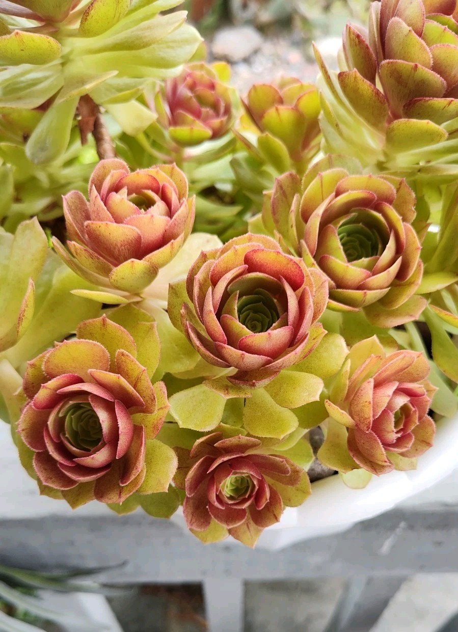 Two Aeonium Madeira Rose Cuttings 2-4″ Rosette