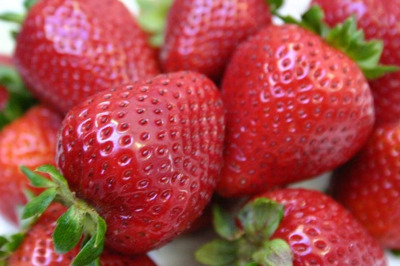 12 Strawberry Plants “Honeoye”- Excellent flavor(Pack of 12 Bare Root) Zones:4-8