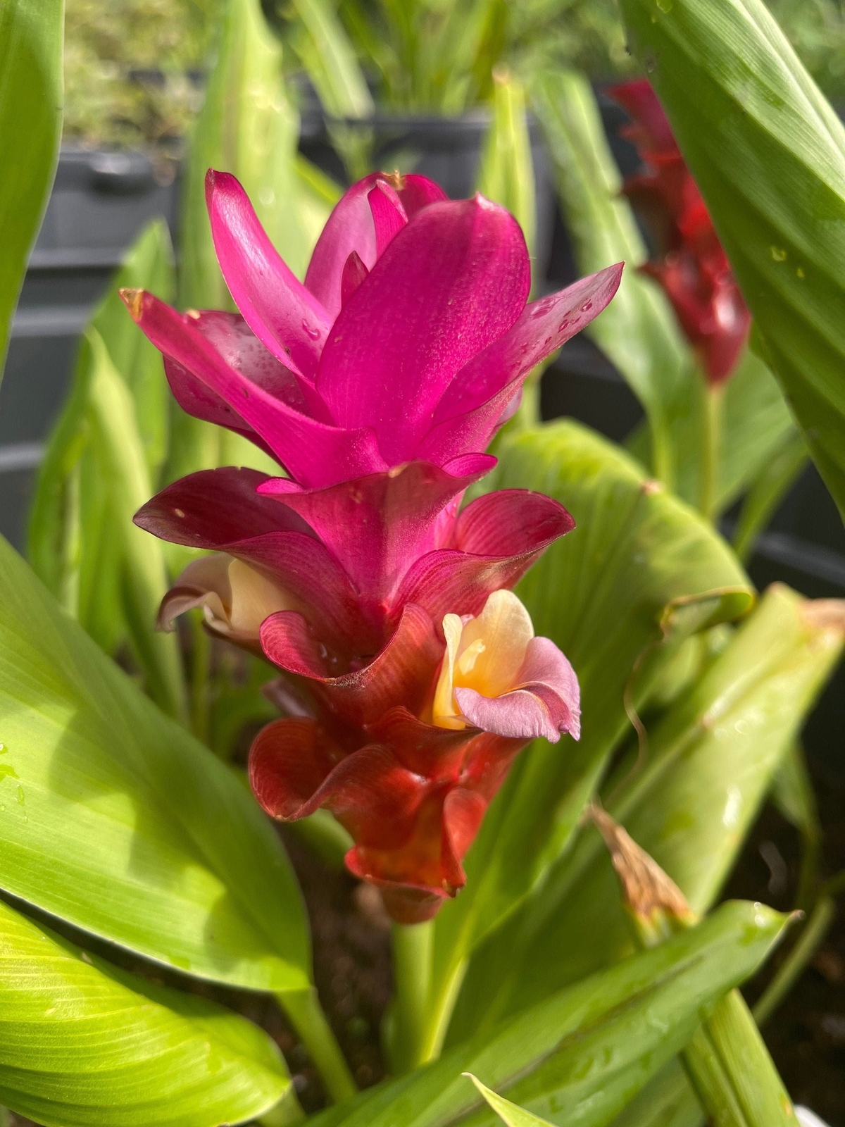 Burgundy/Purple CURCUMA COMOSA – US Seller
