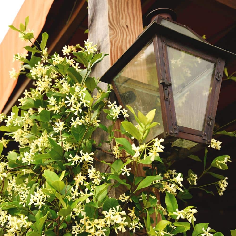 1 Gal. Confederate Jasmine Plant, Re-Blooming Fragrant White Flowers