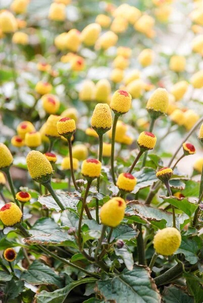 Spilanthes seed (Acmella oleracea)
