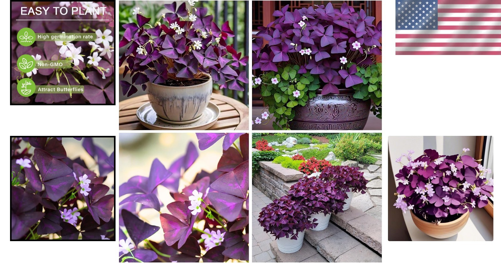 Heirloom Purple Shamrock Bulbs – 12 Count Perfect for Outdoor Pollinator Gardens