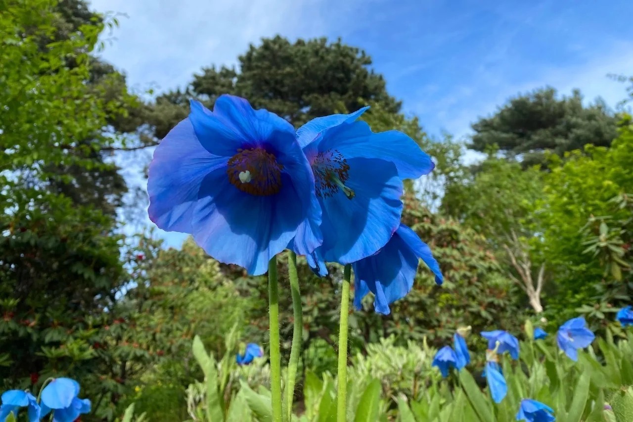 7800 Pcs Blue Papaver Rhoeas Seeds for Planting. Himalayan Rare Blue Poppy Seeds