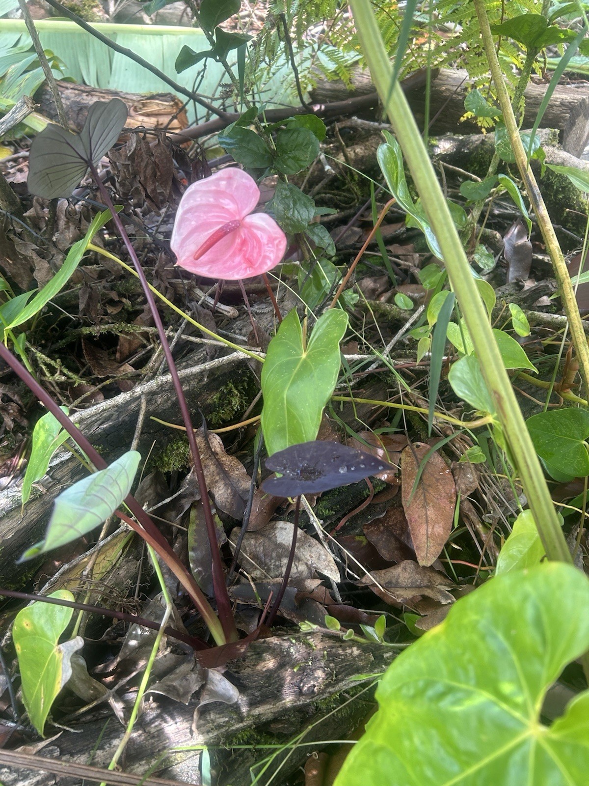 Anthurium Peppermint (Speckled) Seedling Starts