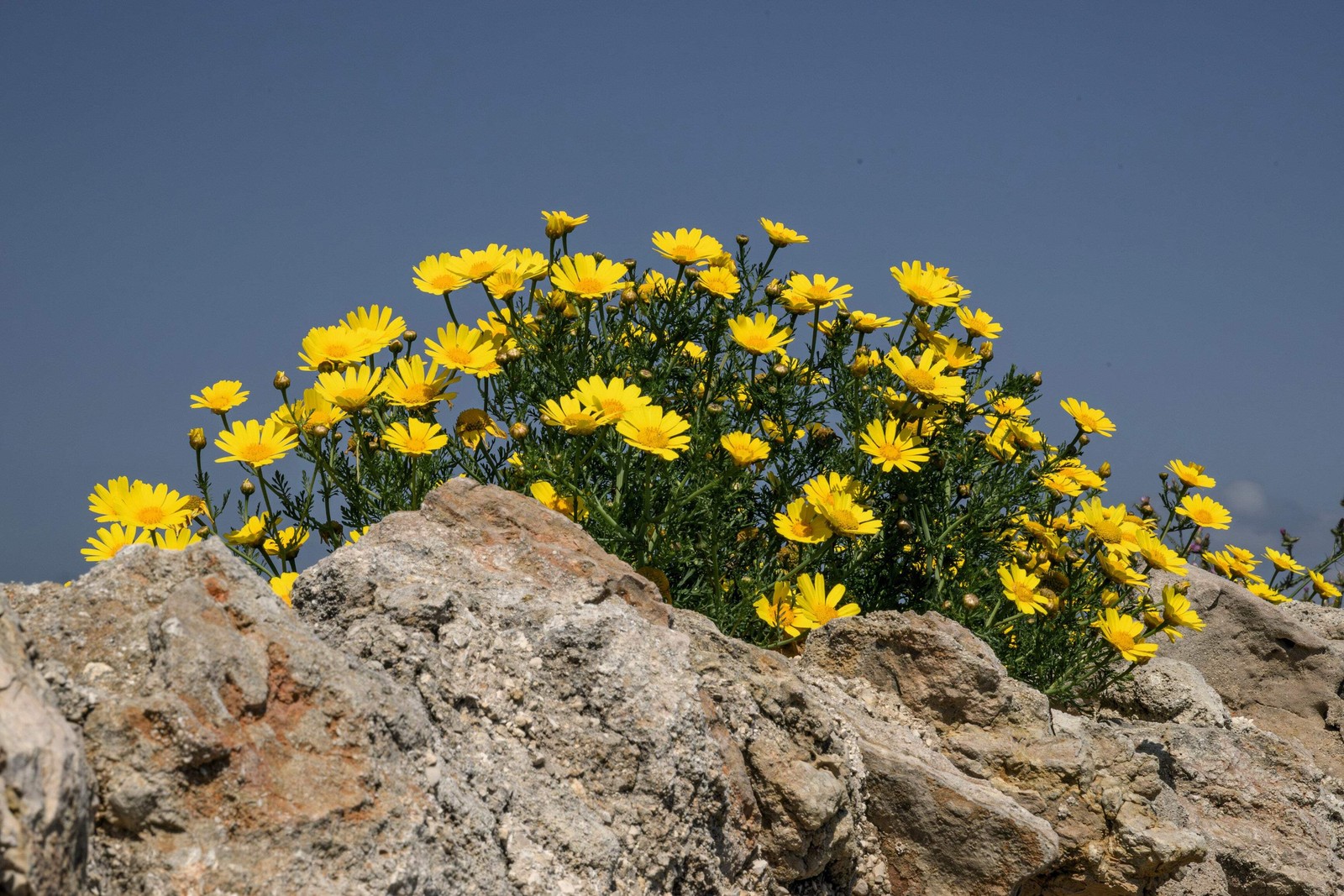 500 YELLOW CHRYSANTHEMUM Morifolium Flower Seeds *Comb S/H