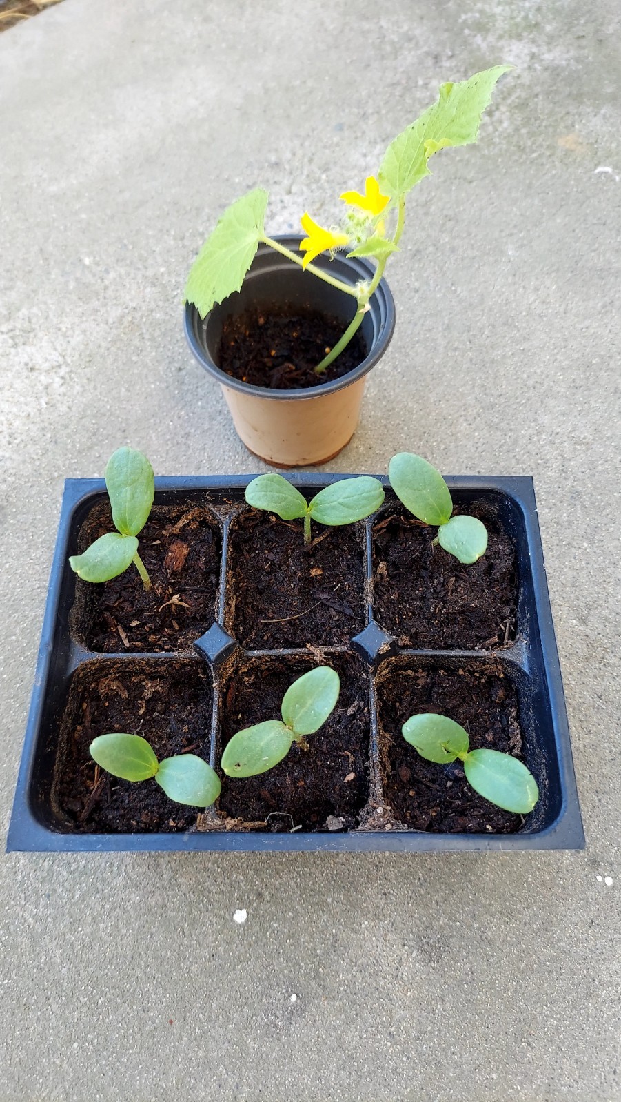 ORANGE DEW/ORANGE FLESH MELON SEEDS (25 SEEDS)