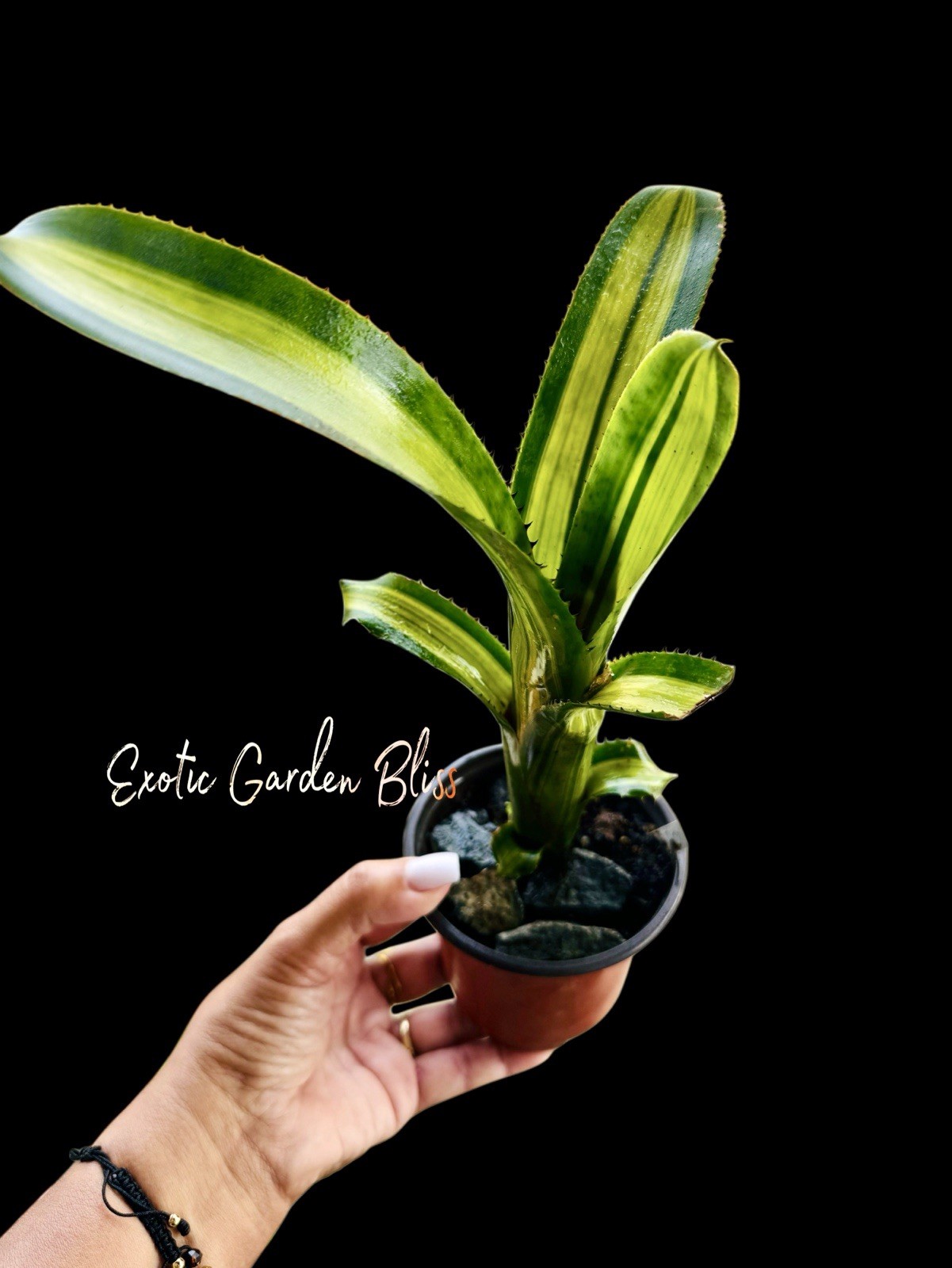 Aechmea nudicaulis ‘Tabuleirensis’ – Rare Brazilian Variegated Bromeliad