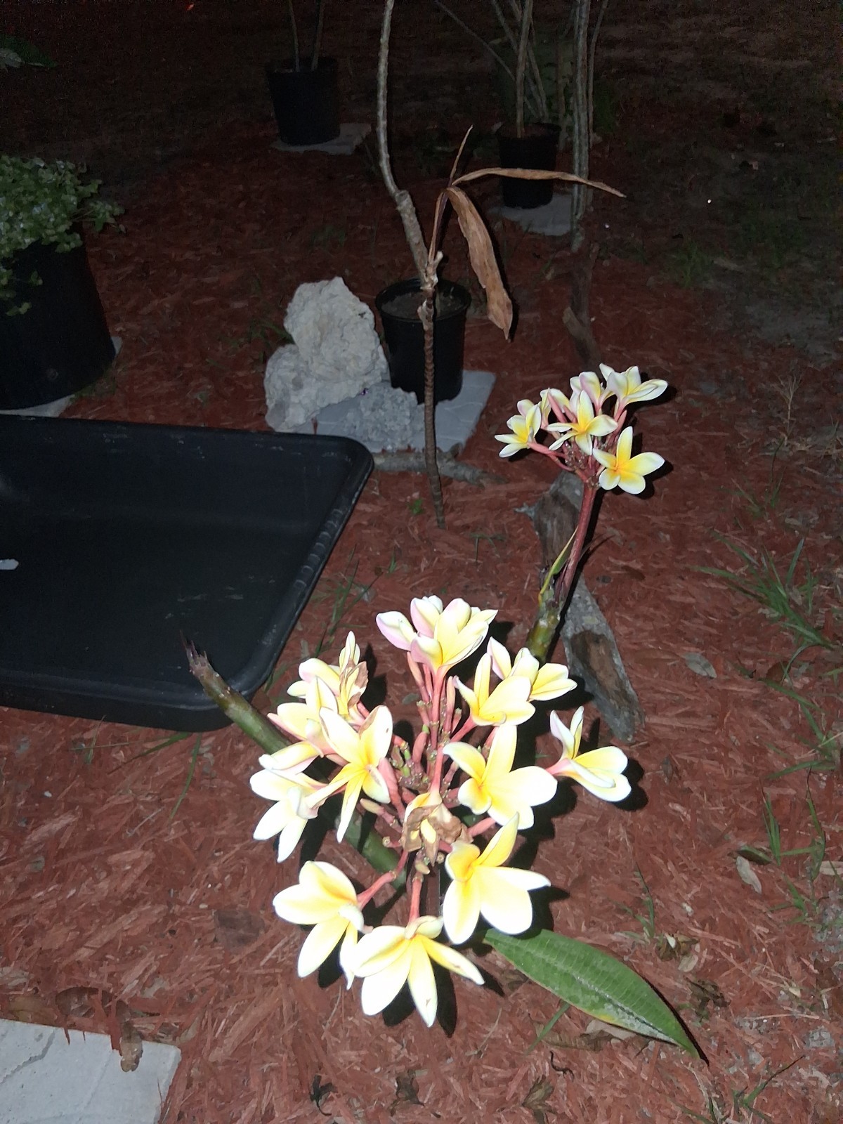 Yellow Plumeria 10 Pack Frangipani Flowering Plant Yellow Outdoor