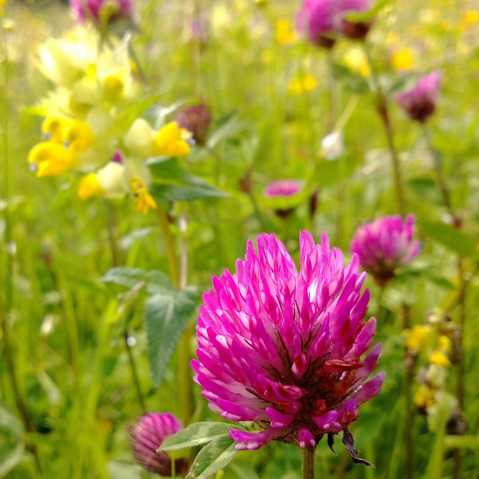 Red Clover Seeds: Trifolium Pratense Bulk Cover Crop USA Grown Organic Non-GMO