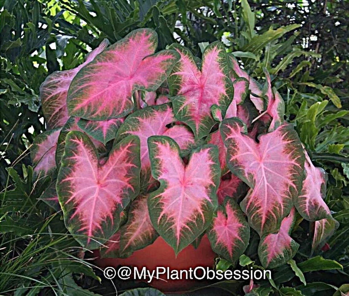 Caladium ‘Kathleen’ Bulb – Size 1-1.5″ (2 bulbs) Size #1(1 bulb/Large)