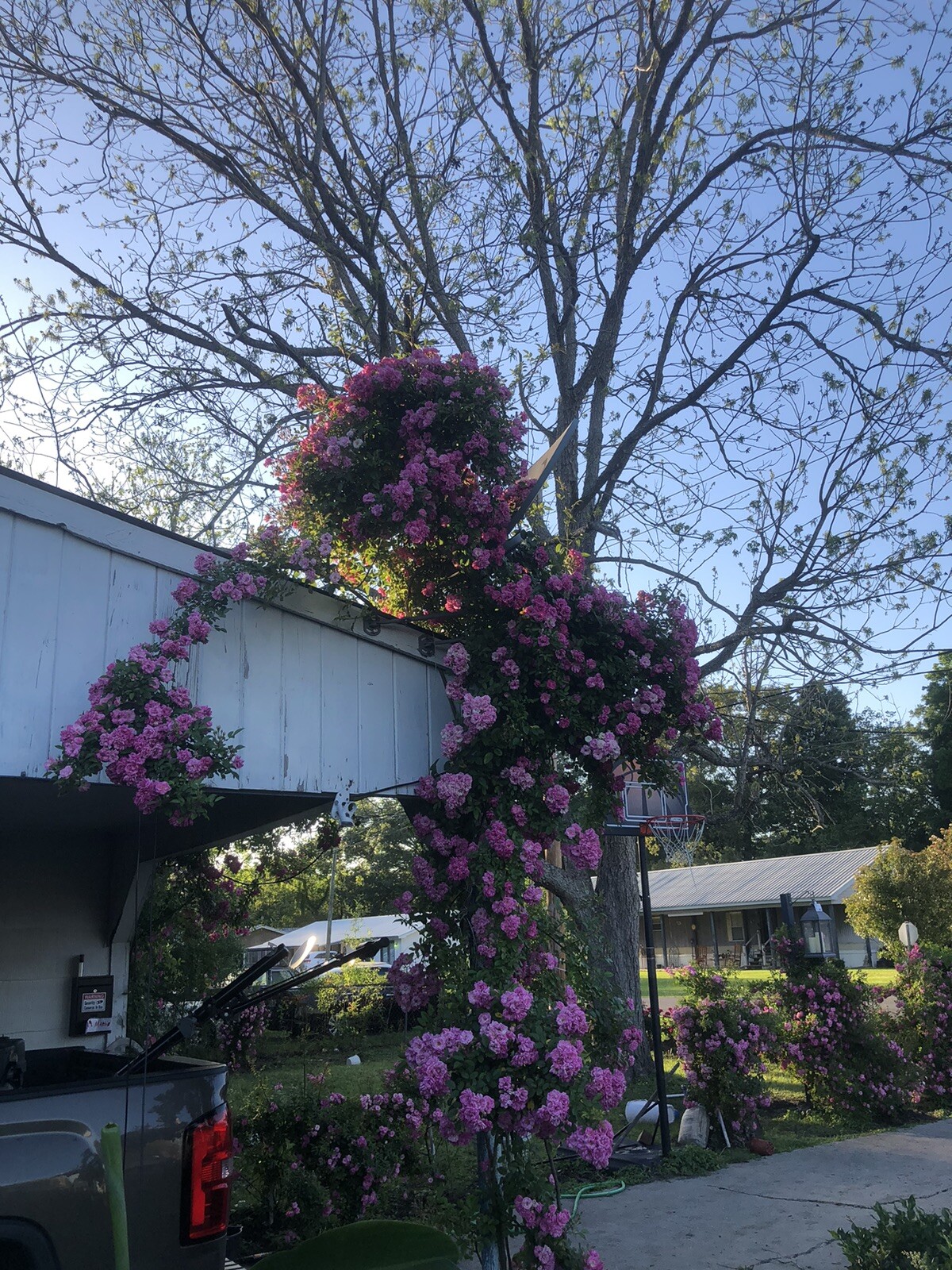 Peggy Martin Climbing Rose Live Plant 2–3 Ft 1 Gallon Hardy Fast Growing