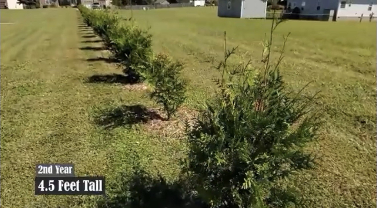 Pack of 3! Arborvitae Thuja GREEN GIANT 2.5’-3.5’ – Fast Growing Privacy Fence