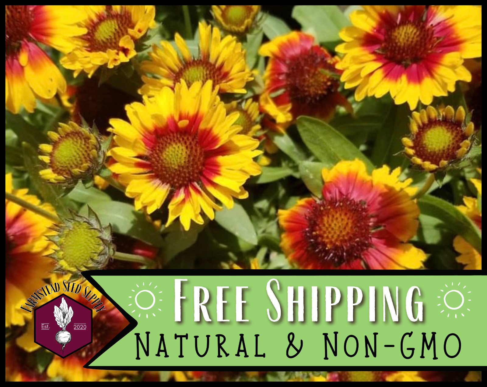 425+ Blanketflower Seeds | Perennial Flower Gardening Seed, Gaillardia aristata
