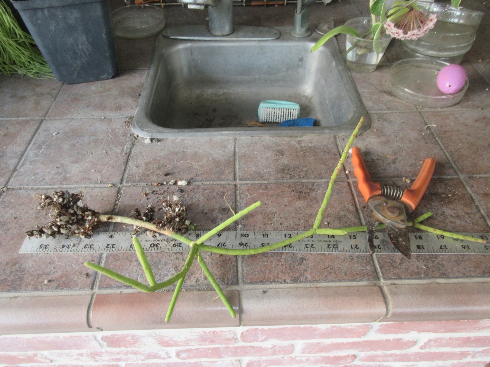 RHIPSALIS Grandiflora 1 rooted stem multi arms