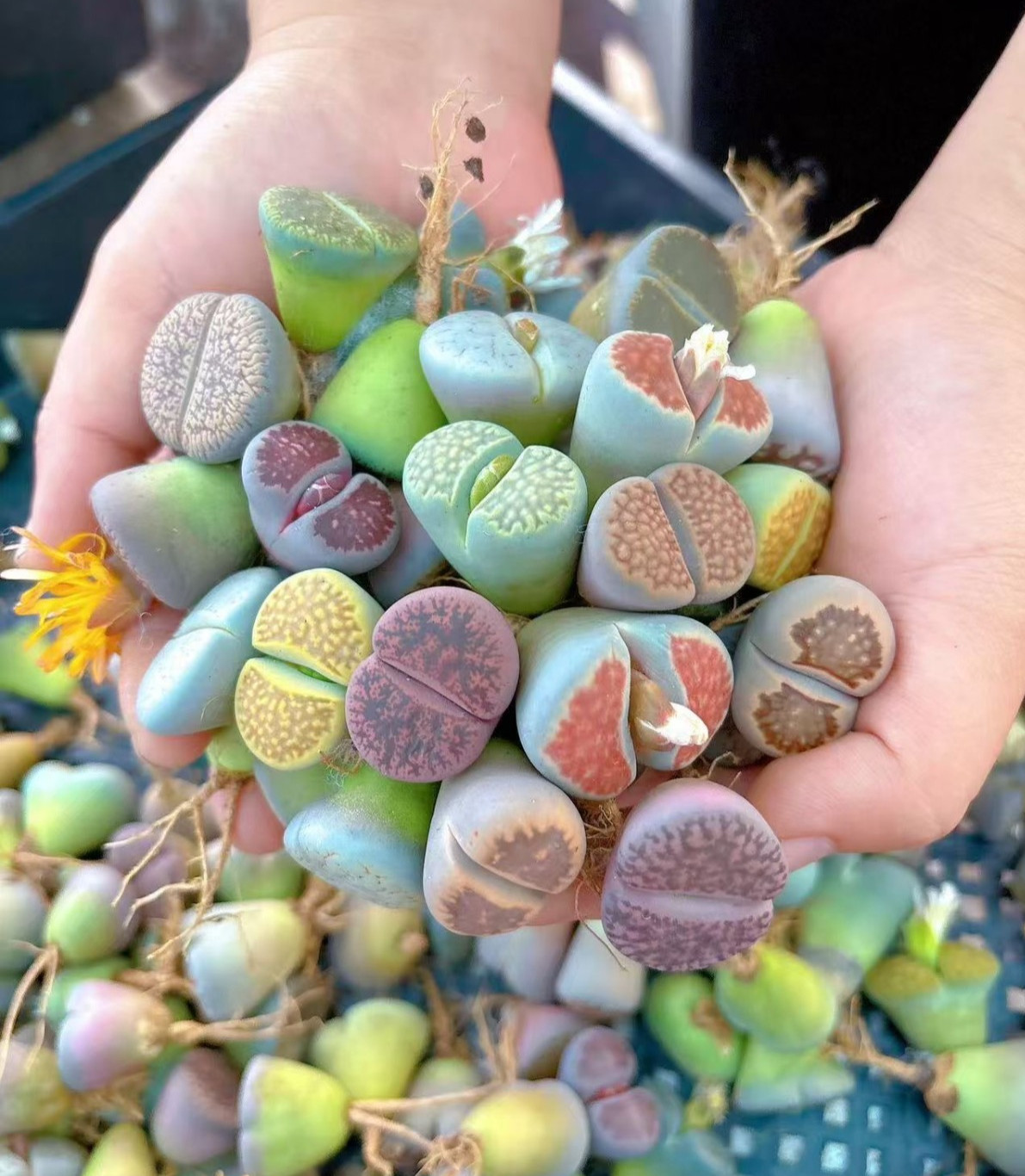 10 Assorted 0.8″ Lithops(Living Stones) 4YearOld Healthy Succulent Mix/Bare Root