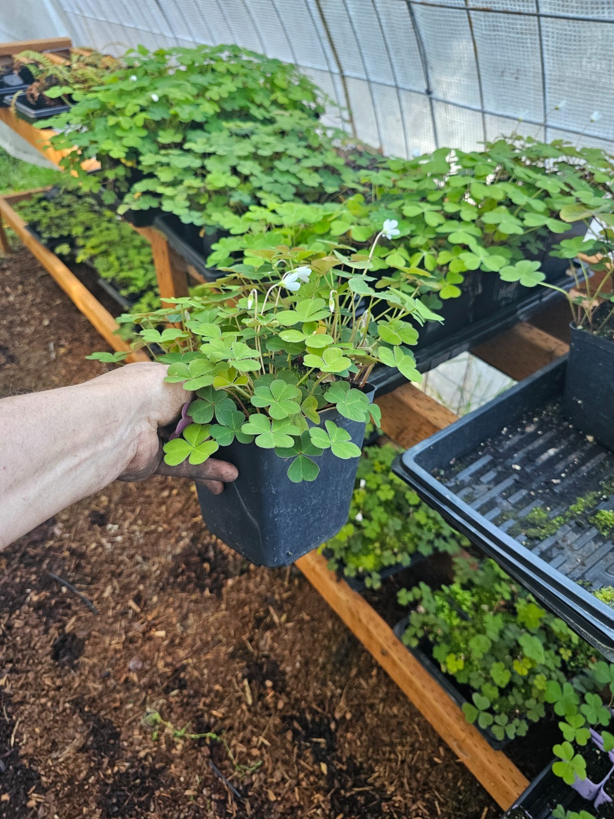 GIANT SHADE OXALIS, SHAMROCK, clover plant, in gallon pot live (5-8per pot)