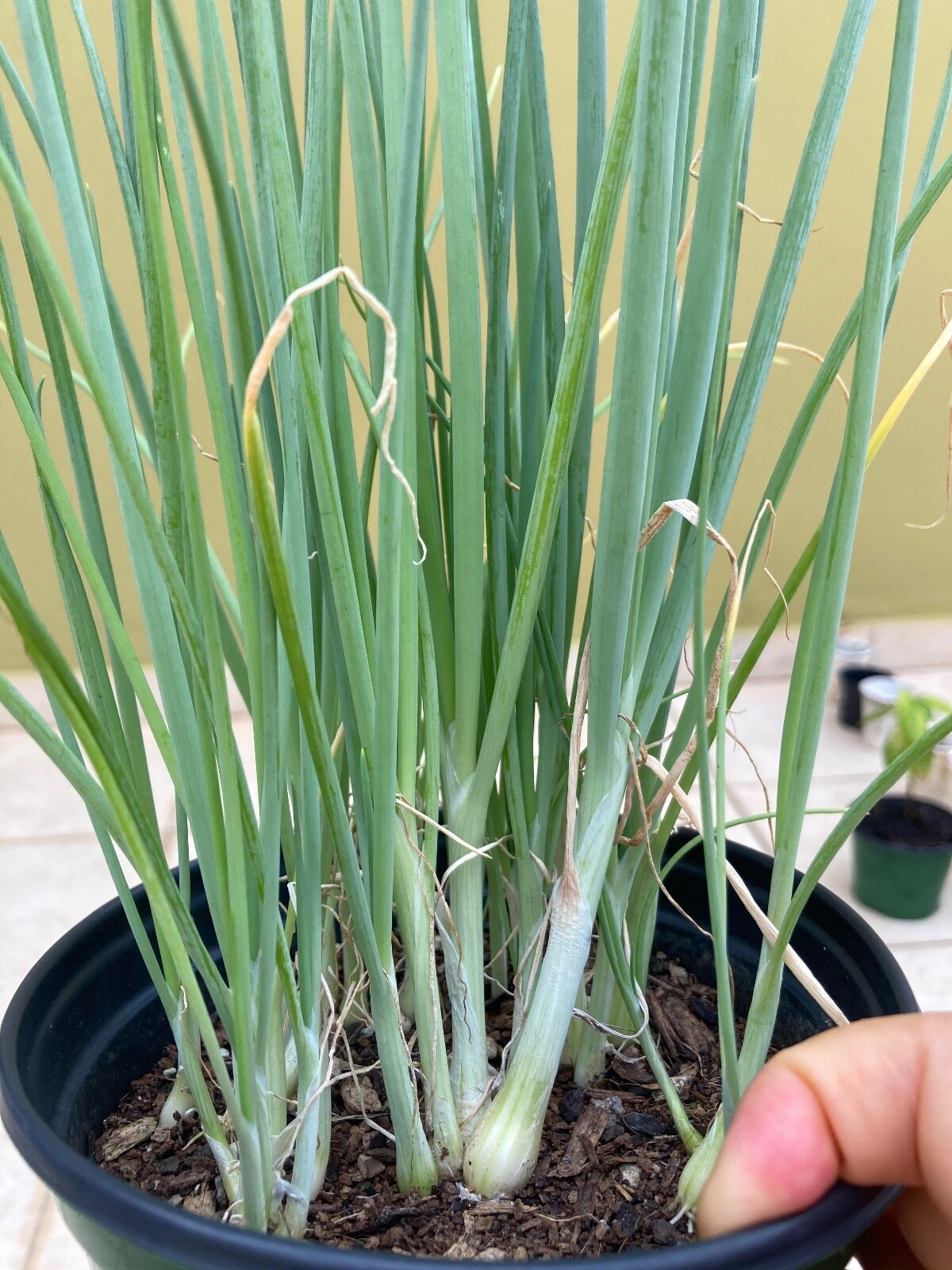 500+ Organic White Lisbon Bunching Onion Seeds, Scallions, NON-GMO, 2024 Season